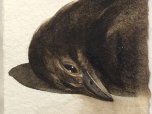 Flew Into The Window,  21st June, 2022